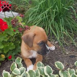 Charkey, Boxer Puppy